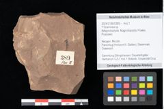 Foto (Objekt + Etikett) von Graminea ? sp.  (NHMW-GEO-2024-0188-0389)